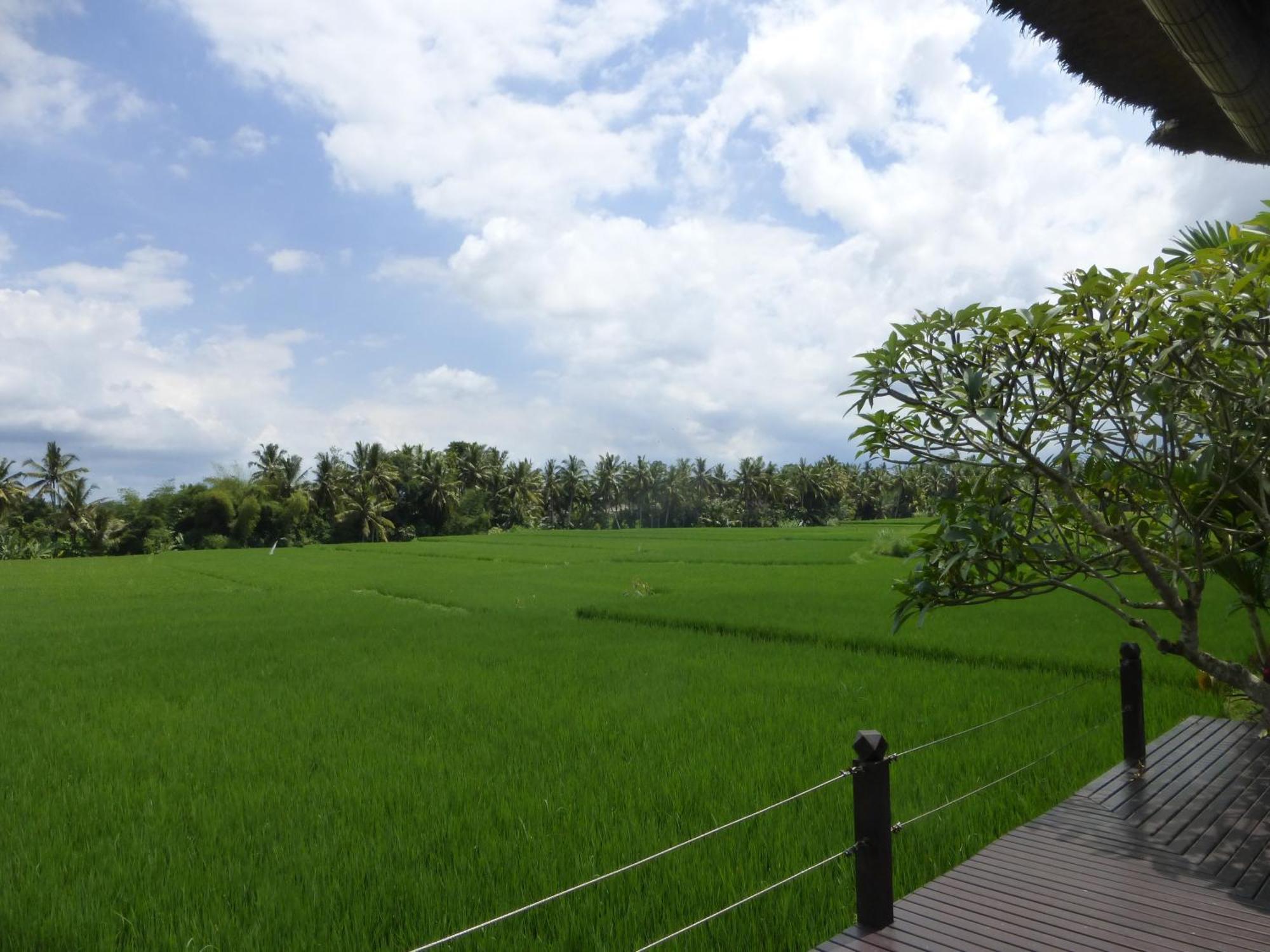 Bali Harmony Villa Ubud Rom bilde
